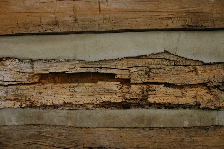 damage caused by wood eating insects most likely powder post beetles and wood house borers